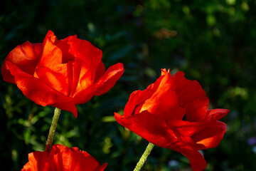 Obraz premium Gorgeous red poppy flowers blossomed at my house