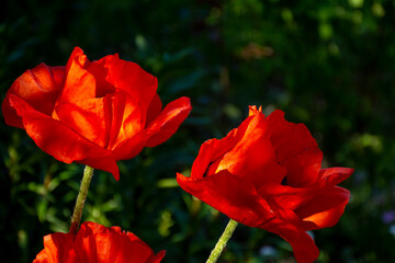 Gorgeous red poppy flowers blossomed at my house