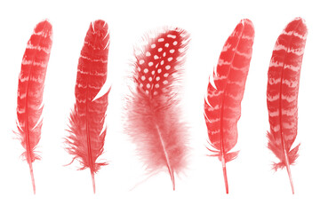 Beautiful collection red maroon feather isolated on white background