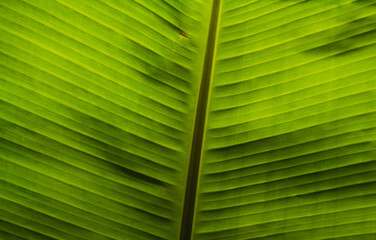 Green banana leaves have water perched on top, Green banana leaf wet, Banana leaves zoom in close