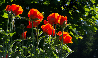 Obraz premium Magnificent poppy flowers blossomed on the flowerbed