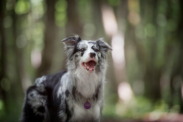 beautiful border collie dog