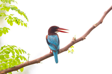 kingfisher on branch