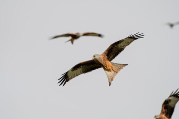 Red Kite (Milvus milvus) flying in mid-Wales