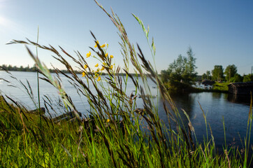 Beautiful flowers and greens at lake near Orsha town, Russia 2014. 