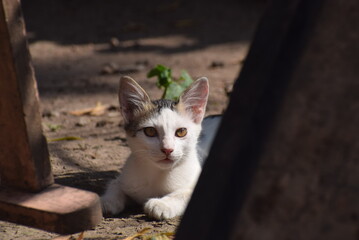 Obraz premium cat
