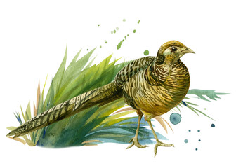pheasant in the grass and paint splashes, on a white background, watercolor illustration, colorful bird
