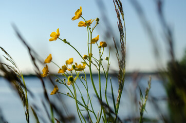 Beautiful flowers and greens at lake near Orsha town, Russia 2014. 