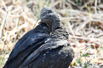 vulture black hawk bird of prey in nicoya costa rica central america