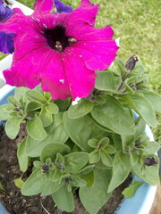 pink flower in a pot