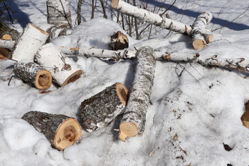sawn birch logs in the melting spring snow