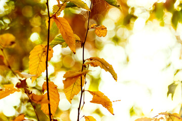 Naklejka na ściany i meble Tree branch with yellow leaves on a light background in warm autumn colors
