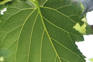 fondo natural con hojas verdes de cerca