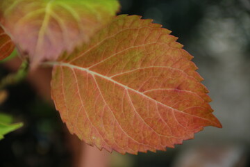 fondo natural con hojas verdes y anaranjadas en una planta al aire libre
