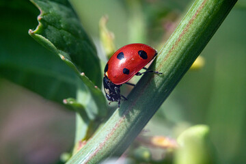 Blütenpracht ganz nah in Makro mit Bienen beim Bestäuben
