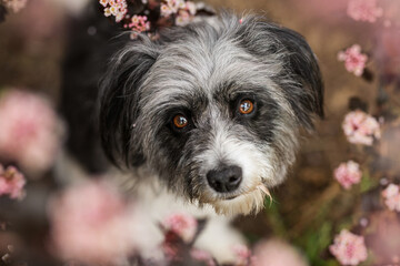Cute dog in a flower tree
