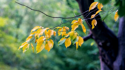 Colorful autumn leaves on a tree with blurred background