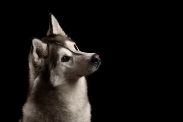 isolated siberian husky dog tilting her head profile close up head shot portrait against a black background
