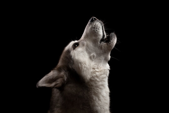 isolated siberian husky dog howling profile close up head shot portrait against a black background