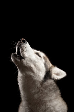 isolated siberian husky dog profile close up head shot portrait howling with eyes closed against a black background