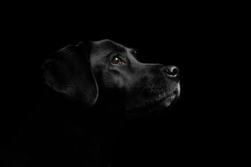 isolated black labrador retriever profile close up head shot portrait looking up against a black...