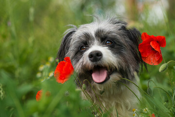 Cute dog with poppy flowers