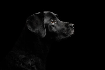 isolated black labrador retriever profile close up head shot portrait against a black background