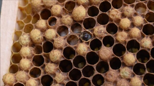 Drohne der Honigbiene beim Schl&uuml;fen, Apis mellifera, M&auml;nnchen schl&uuml;pft aus Wabe, Drohnenbrut im Drohnenr&auml;hmchen, noch am Anfang