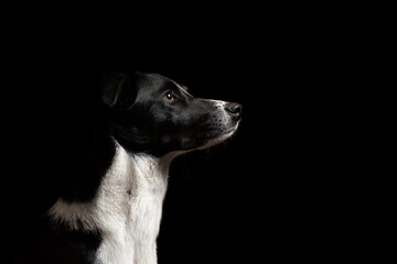 lovely isolated border collie dog profile close up head shot portrait against a black background