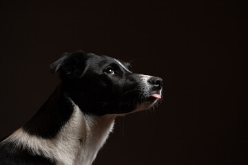 lovely isolated border collie dog profile close up head shot portrait with her tongue out against a black background