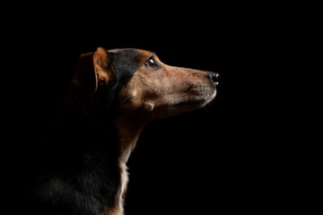 lovely isolated mixed breed dachshund type dog profile close up head shot portrait against a black background