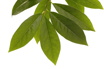 Green laurel leaf isolated on white background. Fresh bay leaves. Top view