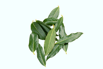 Laurel green leaves isolated on white background top view.