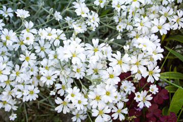 Cute white flowers blossomed on the flowerbed