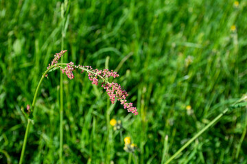 Flowering plant stem on a green background