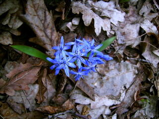Blue snowdrop flower siberian squill (Scilla siberica) in forest. Spring blue snowdrop or squill flower on leaf background. First spring flower - blue bell, snowdrop field. Bluebell in fall leaf woods
