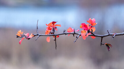 Tree branch with red autumn leaves near the river on a blurred background