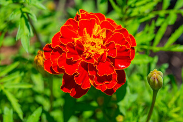 Closeup of orange marigold flower blooming in garden in spring