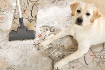 Cleaning up after dog. Naughty messy labrador puppy laying beside vacuum in middle of mess