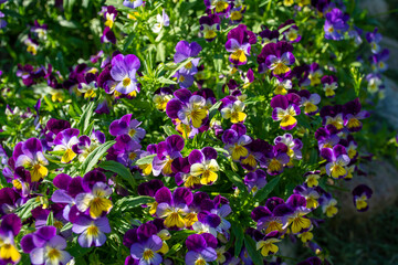 Beautiful pansies blossomed at my house