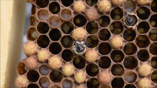 zwei Drohnen der Honigbiene beim Schl&uuml;fen, Apis mellifera, M&auml;nnchen schl&uuml;pft aus Wabe, Drohnenbrut im Drohnenr&auml;hmchen, schon ein St&uuml;ck aus der Wabe