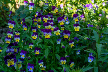 Gorgeous pansy flowers blossomed on the flowerbed