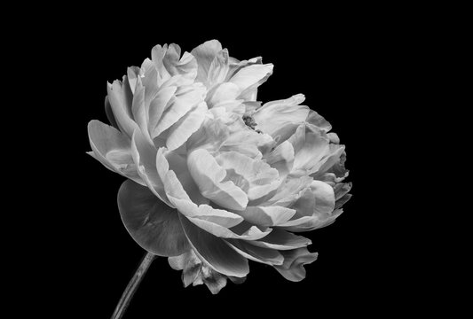Pink Peony Flower Plant Black / White Texture Close-Up Macro Background - Wallpaper