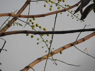 Amaltash tree use for many medicines.