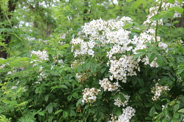 White fragrant flowers bloom on a bush in the summer in the garden.