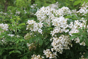 White fragrant flowers bloom on a bush in the summer in the garden.