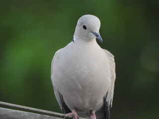A Cute and little pigeon or modi bird.