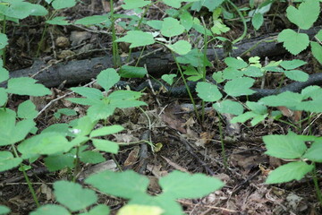 Already creeps along a fallen tree in a summer forest