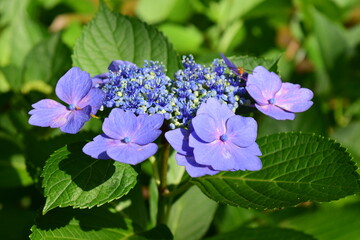 hydrangea