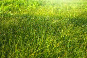 Tall green grass background.